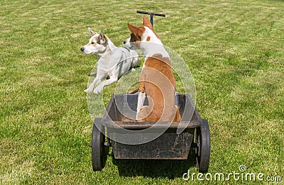 Basenji dog with mixed-breed friend are ready for the cool ride on a wheel barrow Stock Photo