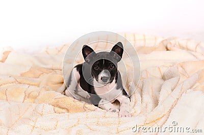 Basenji dog puppy on grey background Stock Photo