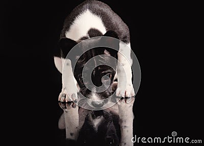 Basenji dog puppy isolated over the black background Stock Photo