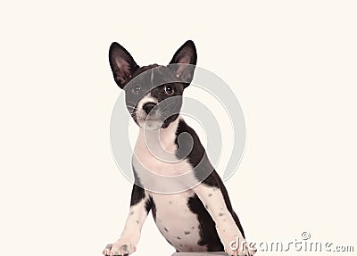 Basenji dog puppy isolated over the white background Stock Photo