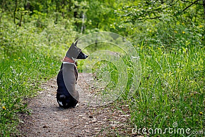 Basenji dog sits on a track in the woods on a hot summer day Stock Photo