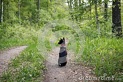 Basenji dog sits on a track in the woods on a hot summer day Stock Photo