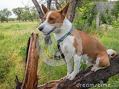 Dog sitting on a broken tree branch and looking happy at summer season Stock Photo