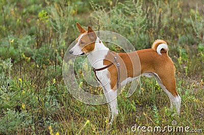 Basenji dog - troop leader Stock Photo