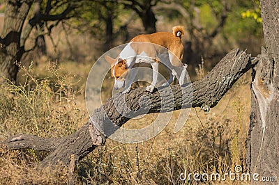 Basenji exploring nearest territory on a broken tree branch at sunny day Stock Photo