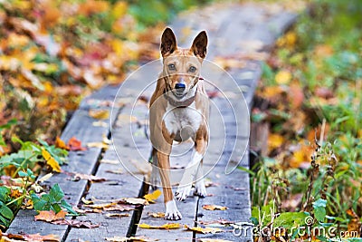 Basenjis dog Stock Photo