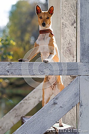 Basenjis dog Stock Photo