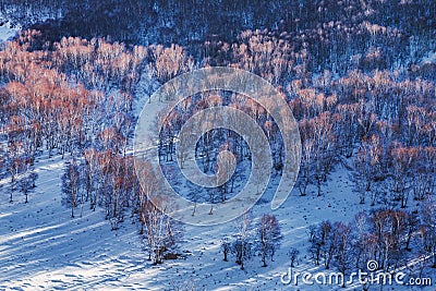 Bashang grassland in winter Stock Photo
