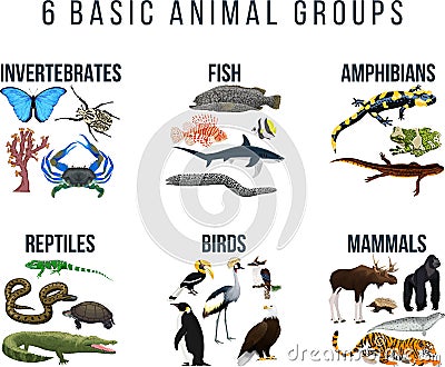 Basic animal groups and biological educational zoology scheme Vector Illustration