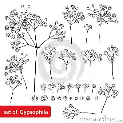 Vector set with outline Gypsophila or Baby`s breath branch, bud and delicate flower in black isolated on white background. Vector Illustration