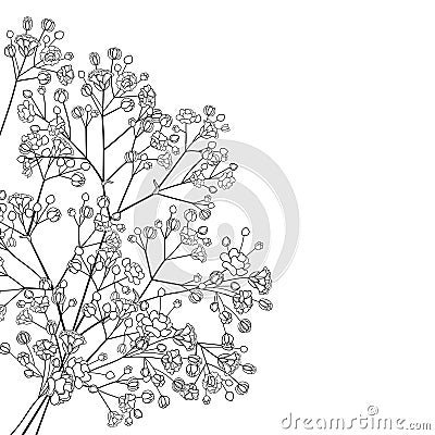 Vector corner bouquet of outline Gypsophila or Baby`s breath branch, bud and elegant flower in black isolated on white background. Vector Illustration