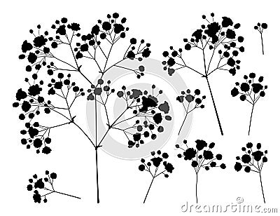 Vector set with silhouette Gypsophila or Baby`s breath branch, bud and delicate flower in black isolated on white background. Vector Illustration