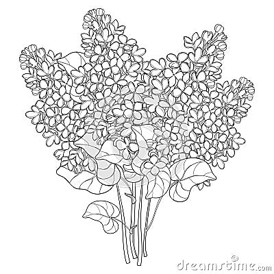 Vector bouquet with outline Lilac or Syringa flower, bud and ornate leaf in black isolated on white background. Vector Illustration