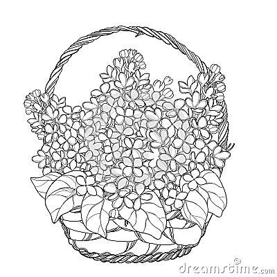 Vector wicker basket with bouquet of outline Lilac or Syringa flower, bud and ornate leaf in black isolated on white background. Vector Illustration