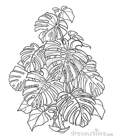 Vector bush of outline tropical Monstera or Swiss cheese plant in black isolated on white background. Ornate contour Monstera. Vector Illustration