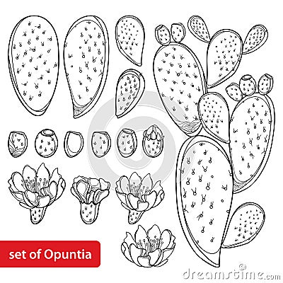 Vector set with outline cactus Indian fig Opuntia or prickly pear plant, fruit, flower and stem in black isolated on white. Vector Illustration