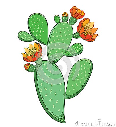 Vector branch of outline Indian fig Opuntia or prickly pear cactus with orange flower and spiny green stem isolated on white. Vector Illustration