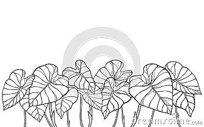 Vector bunch of outline tropical leaf Colocasia esculenta or Elephant ear or Taro plant in black isolated on white background. Vector Illustration