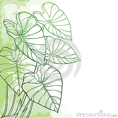 Vector corner bunch of outline tropical leaf Colocasia esculenta or Elephant ear or Taro plant in pastel green on the white. Vector Illustration