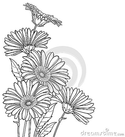 Vector corner bouquet of outline Gerbera or Gerber flower in black isolated on white background. Bunch of contour Gerbera. Vector Illustration