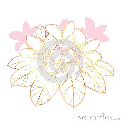 Vector bouquet of outline Plumeria or Frangipani flower bunch, bud and ornate gold and pink leaf isolated on white background. Vector Illustration