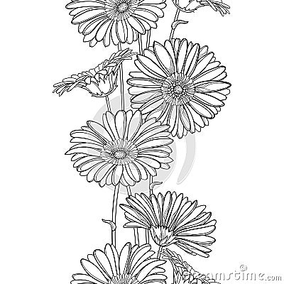 Vector vertical seamless pattern with outline Gerbera or Gerber flower in black on the white background. Floral border. Vector Illustration