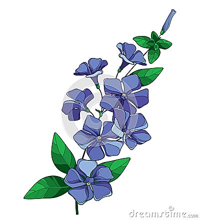 Vector branch with outline blue Periwinkle or Vinca flower bunch and ornate green leaves isolated on white background. Vector Illustration