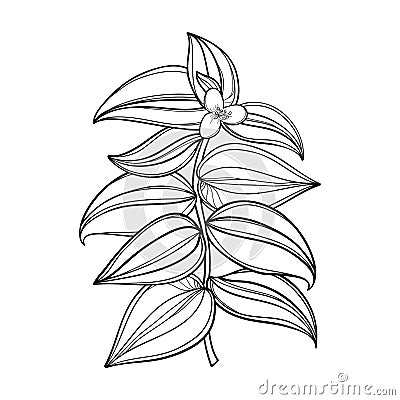 Vector branch of outline Tradescantia zebrina or Spiderwort flower bunch and leaf in black isolated on white background. Vector Illustration