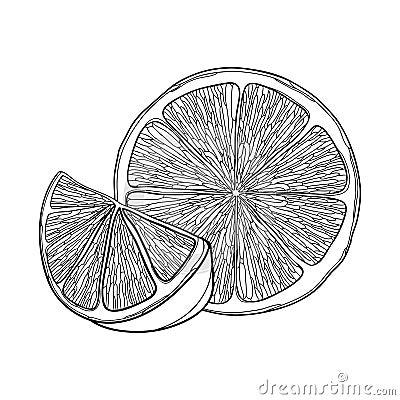 Vector outline Lemon or Lime slice and half fruit in black isolated on white background. Composition with tropical lemon. Vector Illustration