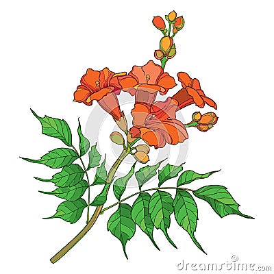 Vector branch with outline orange Campsis radicans or trumpet vine flower bunch, bud and ornate green leaves isolated on white. Vector Illustration