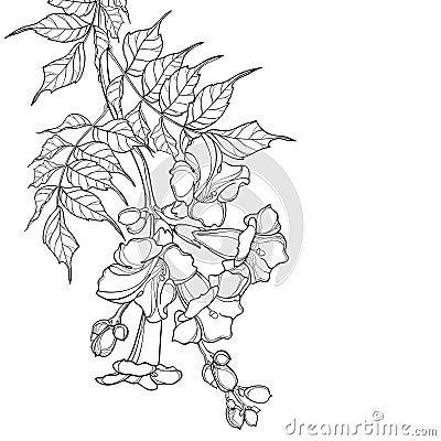 Vector hanging branch of outline Campsis radicans or trumpet vine flower bunch, bud and ornate leaves in black isolated on white. Vector Illustration