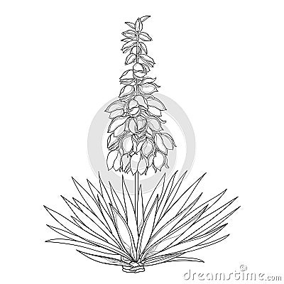 Vector outline Yucca filamentosa or Adamâ€™s needle flower bunch, ornate bud and leaf in black isolated on white background. Vector Illustration