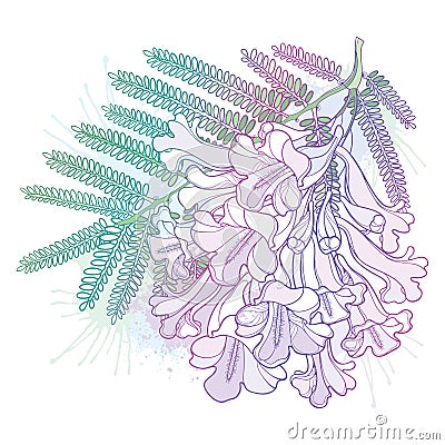 Vector branch of outline bloom Jacaranda mimosifolia flower bunch, bud and leaf in pastel purple and green isolated on white. Vector Illustration