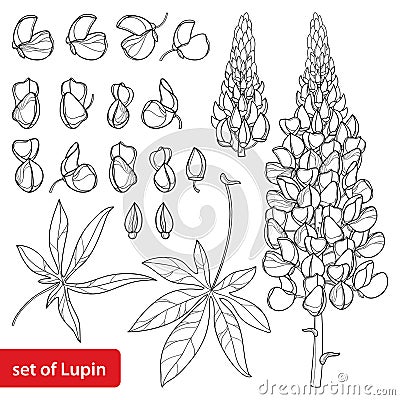 Vector set with outline Lupin or Lupine or Bluebonnet flower bunch, bud and ornate leaves in black isolated on white background. Vector Illustration