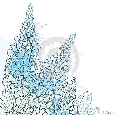 Vector corner bouquet of outline Lupin or Lupine or Texas Bluebonnet flower bunch, bud and ornate leaf in pastel blue isolated. Vector Illustration