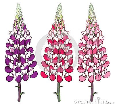 Vector set with outline red and pink Lupin or Lupine or Bluebonnet ornate flower bunch with bud isolated on white background. Vector Illustration