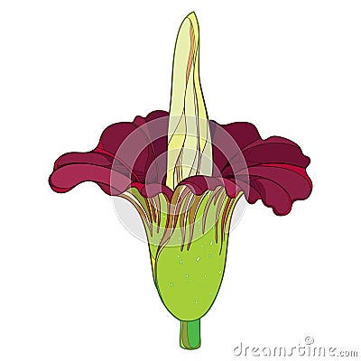 Vector outline tropical Amorphophallus titanum or titan arum or corpse flower in burgundy red isolated on white background. Vector Illustration