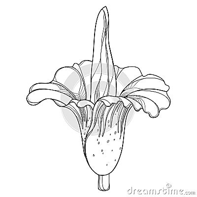 Vector outline tropical Amorphophallus titanum or titan arum or corpse flower in black isolated on white background. Vector Illustration