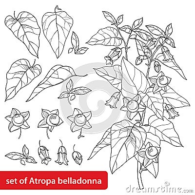 Vector set of outline toxic Atropa belladonna or deadly nightshade flower bunch, bud, berry and leaf in black isolated on white. Vector Illustration