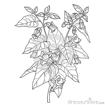 Vector branch of outline toxic Atropa belladonna or deadly nightshade flower bunch, berry and leaf in black isolated on white. Vector Illustration