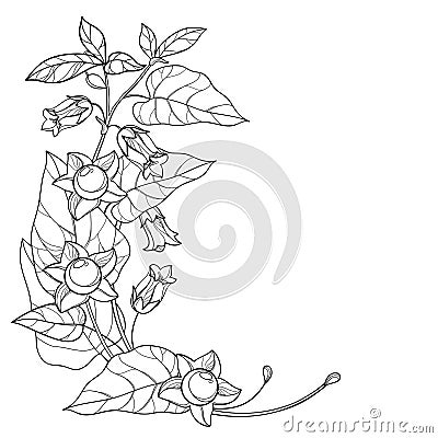 Vector corner bunch with outline toxic Atropa belladonna or deadly nightshade flower, bud, berry and leaf in black isolated. Vector Illustration