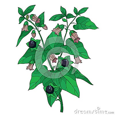 Vector branch of outline toxic Atropa belladonna or deadly nightshade flower bunch, bud, black berry and green leaf isolated. Vector Illustration