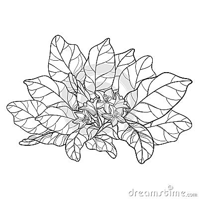 Vector outline Mandragora officinarum or Mediterranean mandrake leaf bunch with flower in black isolated on white background. Vector Illustration