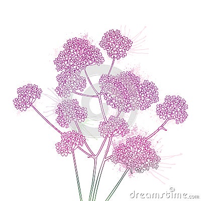 Vector bouquet of outline Verbena or Argentinian vervain flower in pastel pink and purple isolated on white background. Vector Illustration