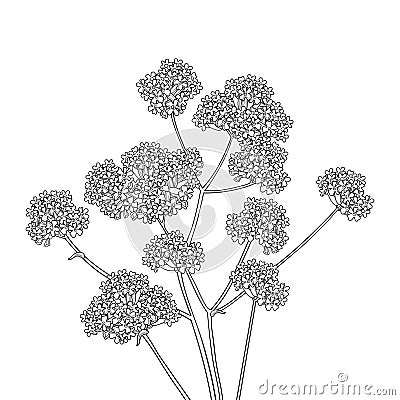 Vector bouquet of outline Verbena or Argentinian vervain flower in black isolated on white background. Bunch of contour Verbena. Vector Illustration