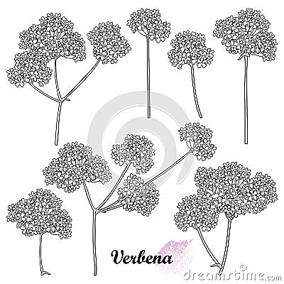 Vector set of outline Verbena or Argentinian vervain flower bunch in black isolated on white background. Bunch of contour Verbena. Vector Illustration