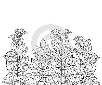 Vector field with outline toxic Tobacco plant or Nicotiana flower bunch, bud and leaf in black isolated on white background. Vector Illustration