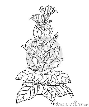 Vector outline toxic Tobacco plant or Nicotiana flower bunch, bud and leaf in black isolated on white background. Vector Illustration