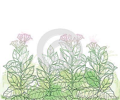 Vector field with outline toxic Tobacco plant or Nicotiana flower bunch, bud and leaf in pastel green on the white background. Vector Illustration