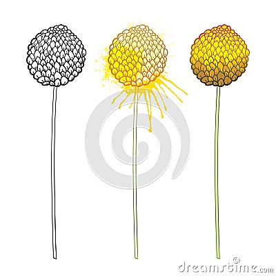 Vector set of outline ball of yellow craspedia or billy buttons or woollyheads dried flower isolated on white background. Vector Illustration